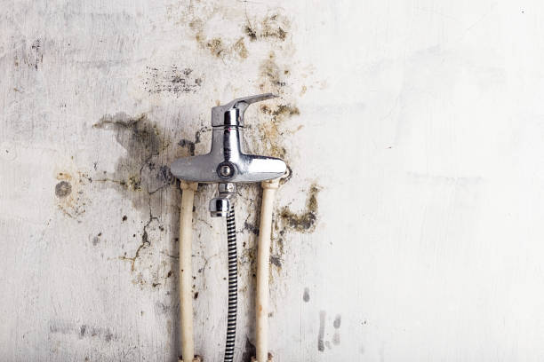 Best White Mold Remediation in Sandia Heights, NM