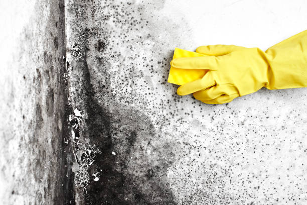 Best Post-Flood Mold Remediation in Sandia Heights, NM