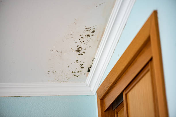 Best Post-Flood Mold Remediation in Sandia Heights, NM