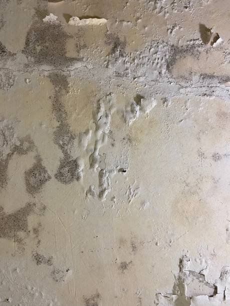 Best Bathroom Mold Remediation in Sandia Heights, NM