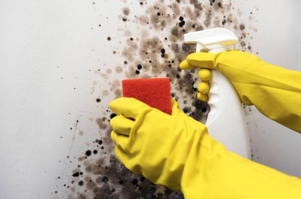 Reliable Sandia Heights, NM Mold Remediation Solutions