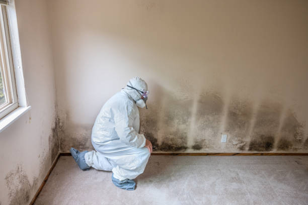 Best Mold Testing and Inspection Services in Sandia Heights, NM