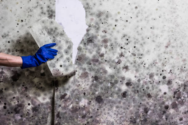 Best Preventive Mold Services in Sandia Heights, NM
